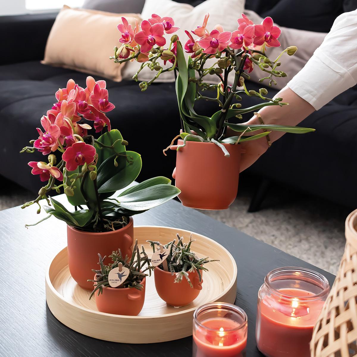 COMBI DEAL van 2 rode Phalaenopsis orchideeën - Congo - potmaat Ø9cm bloeiende kamerplant - vers van de kweker