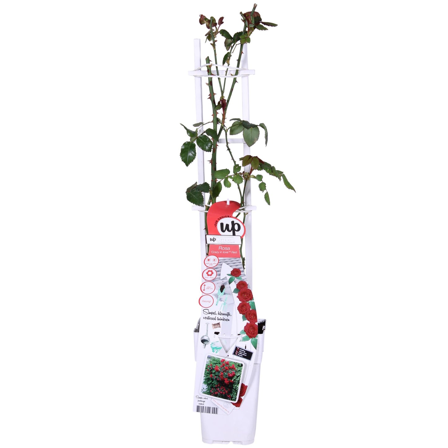 Rosa Crazy in love 'Red' - Rode Roos