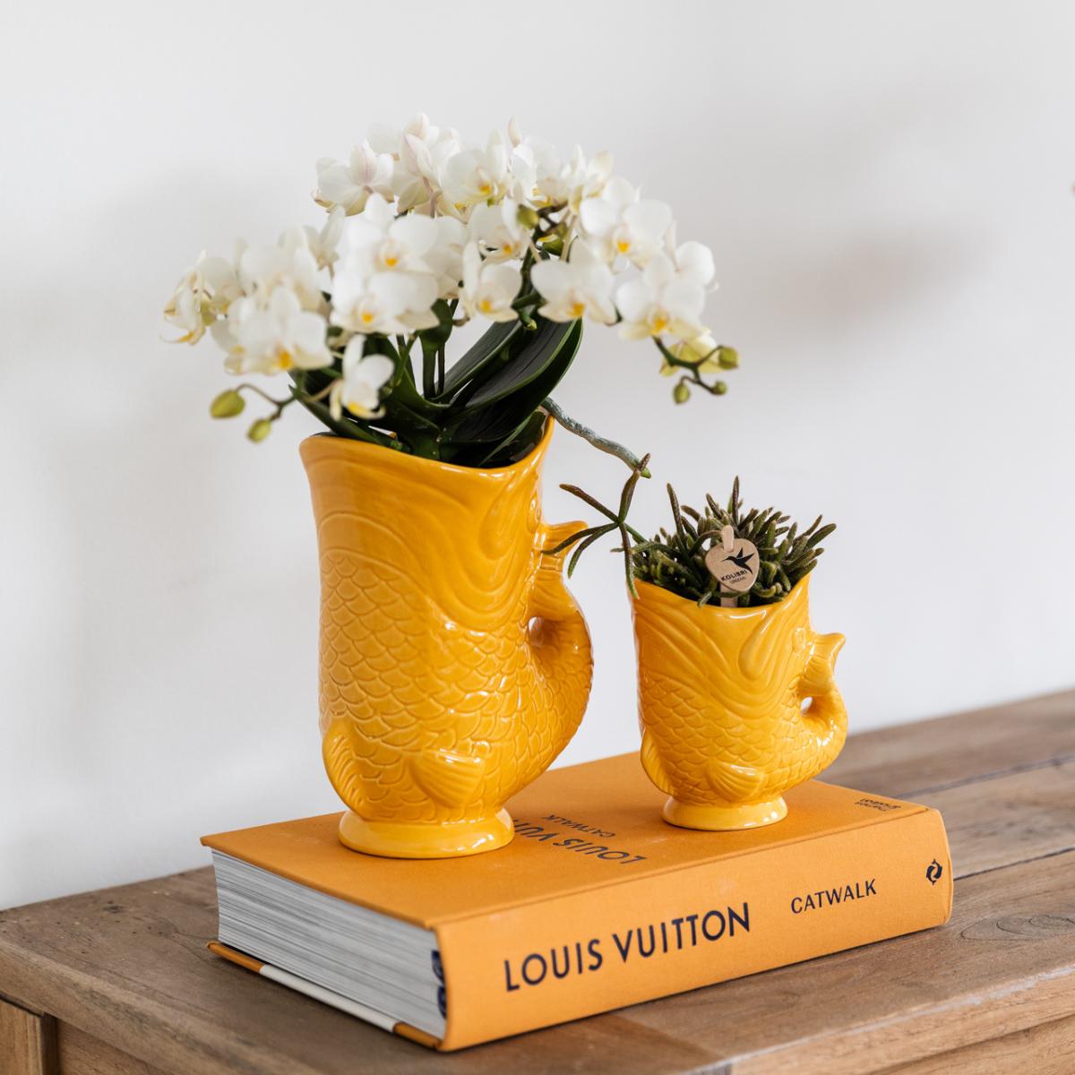 Set van witte orchidee Nazaré en succulent in Fish sierpot oranje - potmaat Ø9cm & Ø6cm | bloeiende kamerplant - vers van de kweker