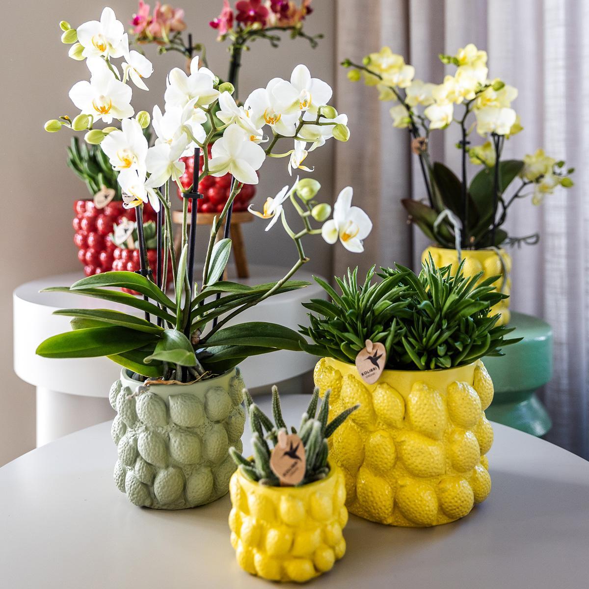 Gele Phalaenopsis orchidee – Mexico + Citrus sierpot green – potmaat Ø9cm – 40cm hoog | bloeiende kamerplant in bloempot - vers van de kweker