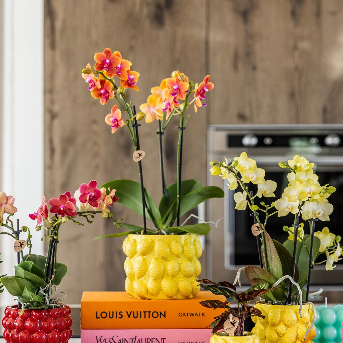 COMBI DEAL van 2 geurende oranje Phalaenopsis orchideeën - potmaat Ø12cm | bloeiende kamerplant - vers van de kweker