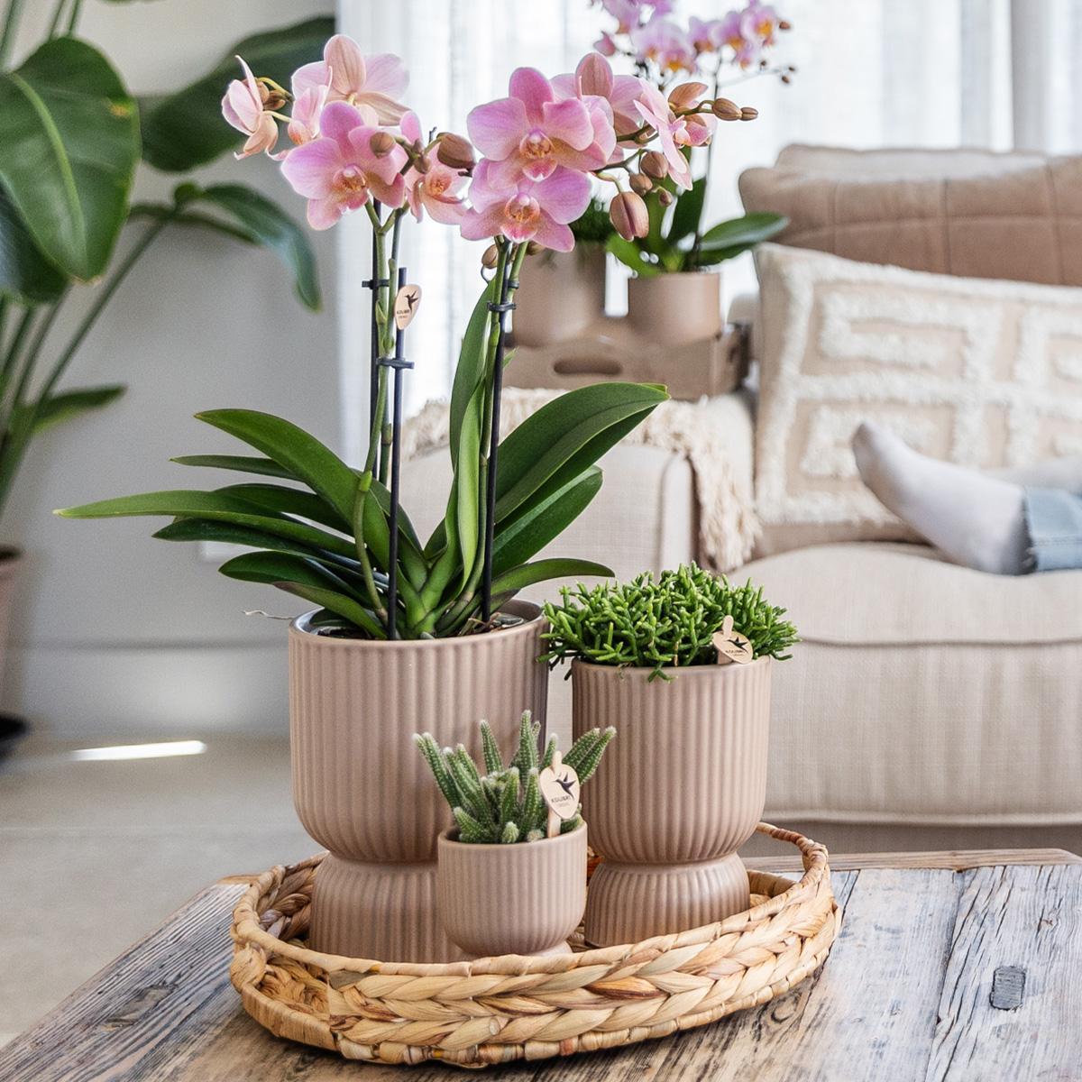 Gele Phalaenopsis orchidee - Mexico + Diabolo pot sand - potmaat Ø9cm | bloeiende kamerplant - vers van de kweker