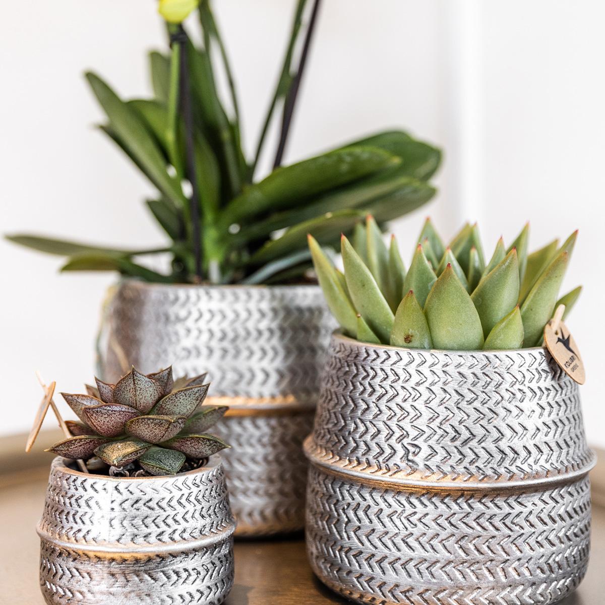Planten set Groove zilver | Set met witte Phalaenopsis orchidee Amabilis Ø9cm en groene plant Succulent Aloe Brevifolia Ø6cm | incl. zilver keramieken sierpotten