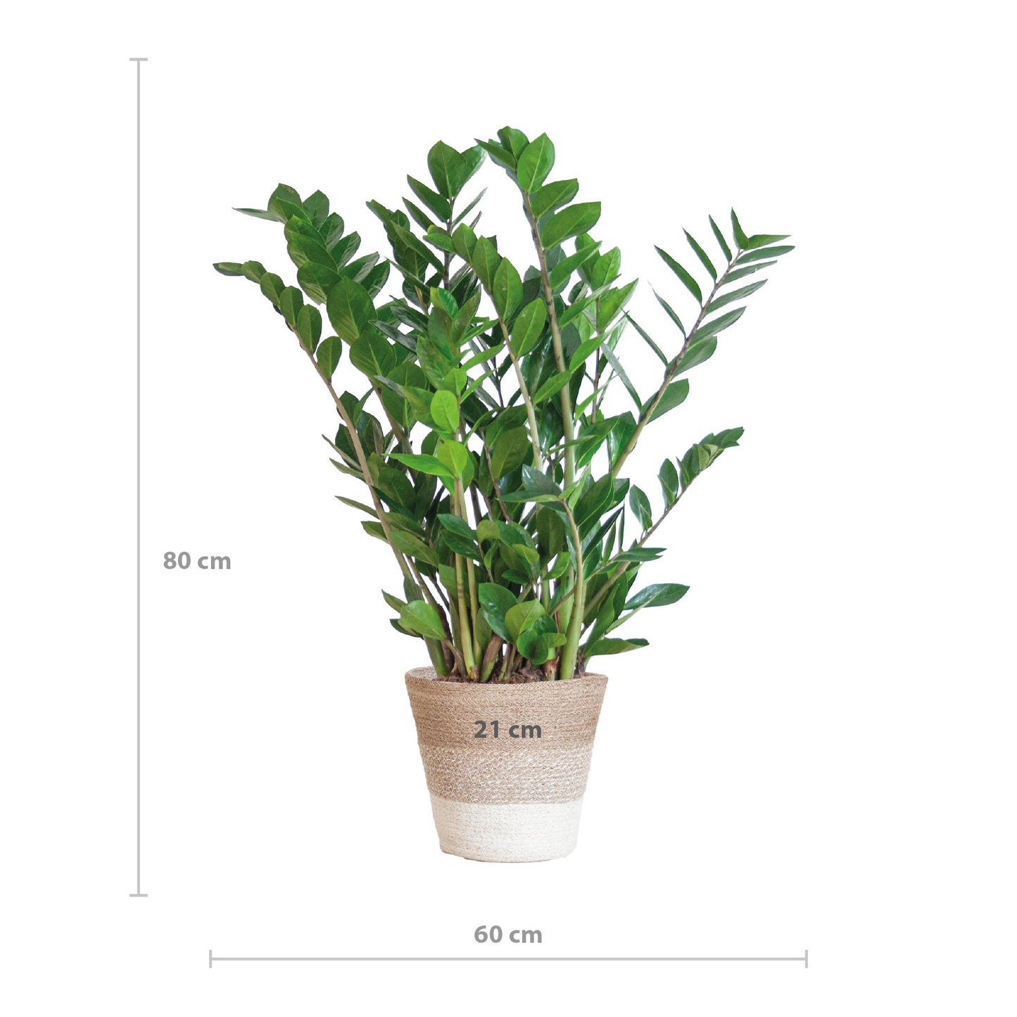 Zamioculcas Zamiifolia met Mand Lissabon wit - 80cm - Ø21