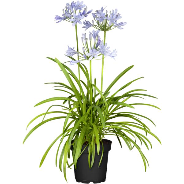 Blue Flowering Plants