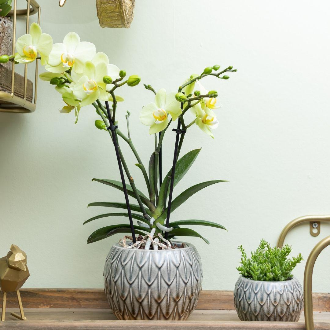 Gele Phalaenopsis orchidee - Mexico - potmaat Ø9cm | bloeiende kamerplant - vers van de kweker
