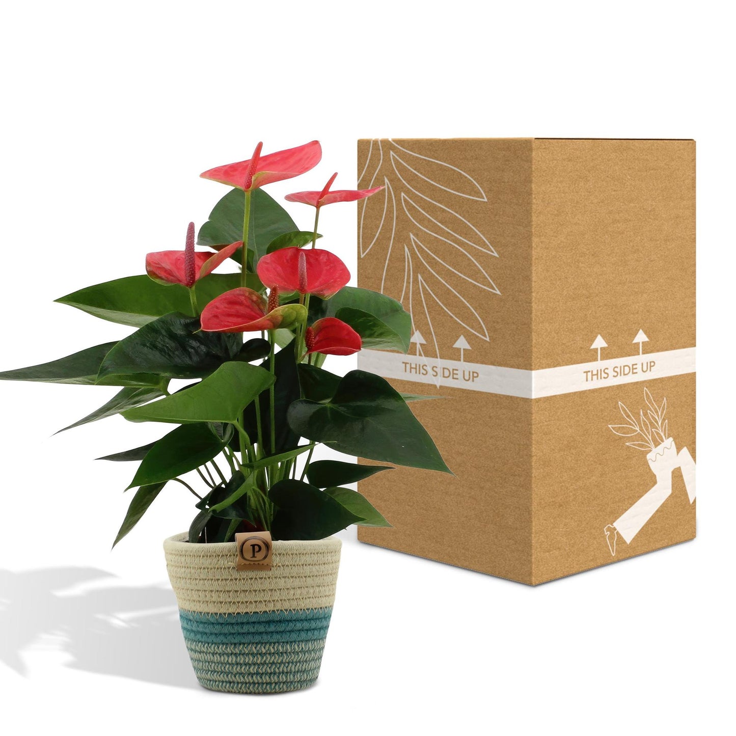 Anthurium andreanum Sweet Dream incl. PURE mand - 45cm - Ø12