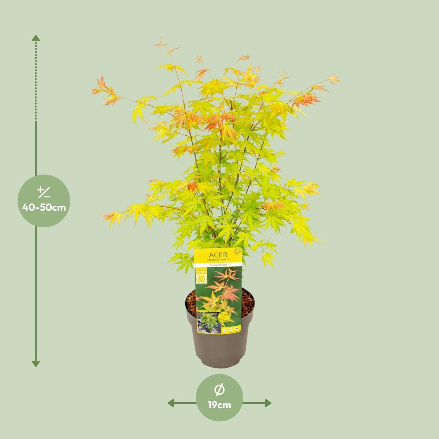 Acer Palmatum Garden Plant