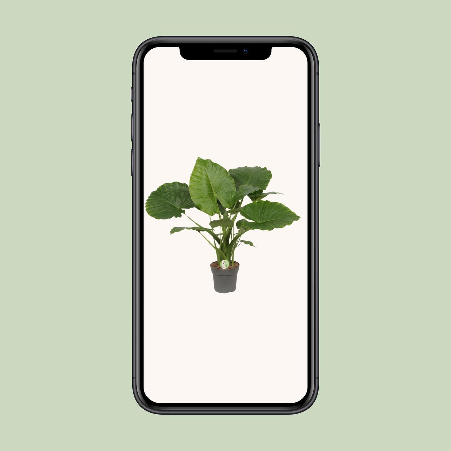 Alocasia Gageana Plant