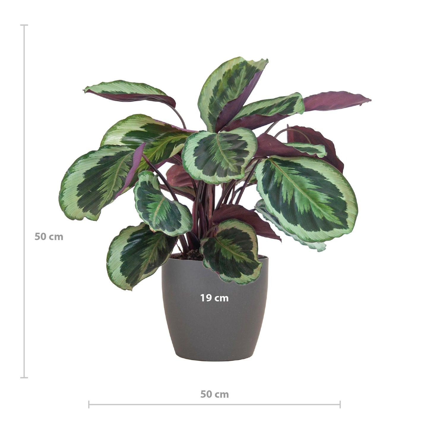 Calathea Medaillon met Viber grijs - 65cm - Ø21