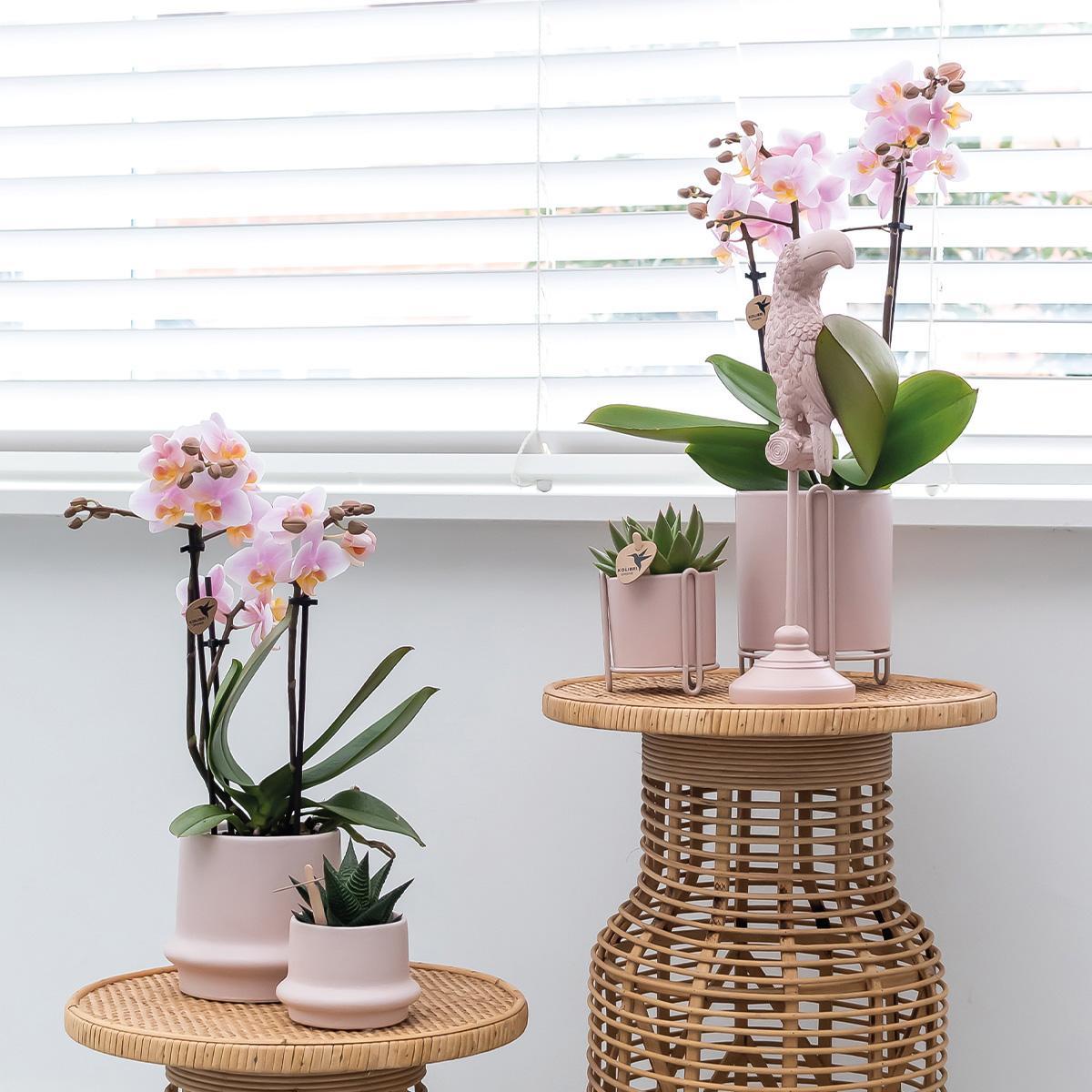 COMBI DEAL van 2 Roze phalaenopsis orchideeën - Andorra - potmaat Ø9cm | bloeiende kamerplant - vers van de kweker