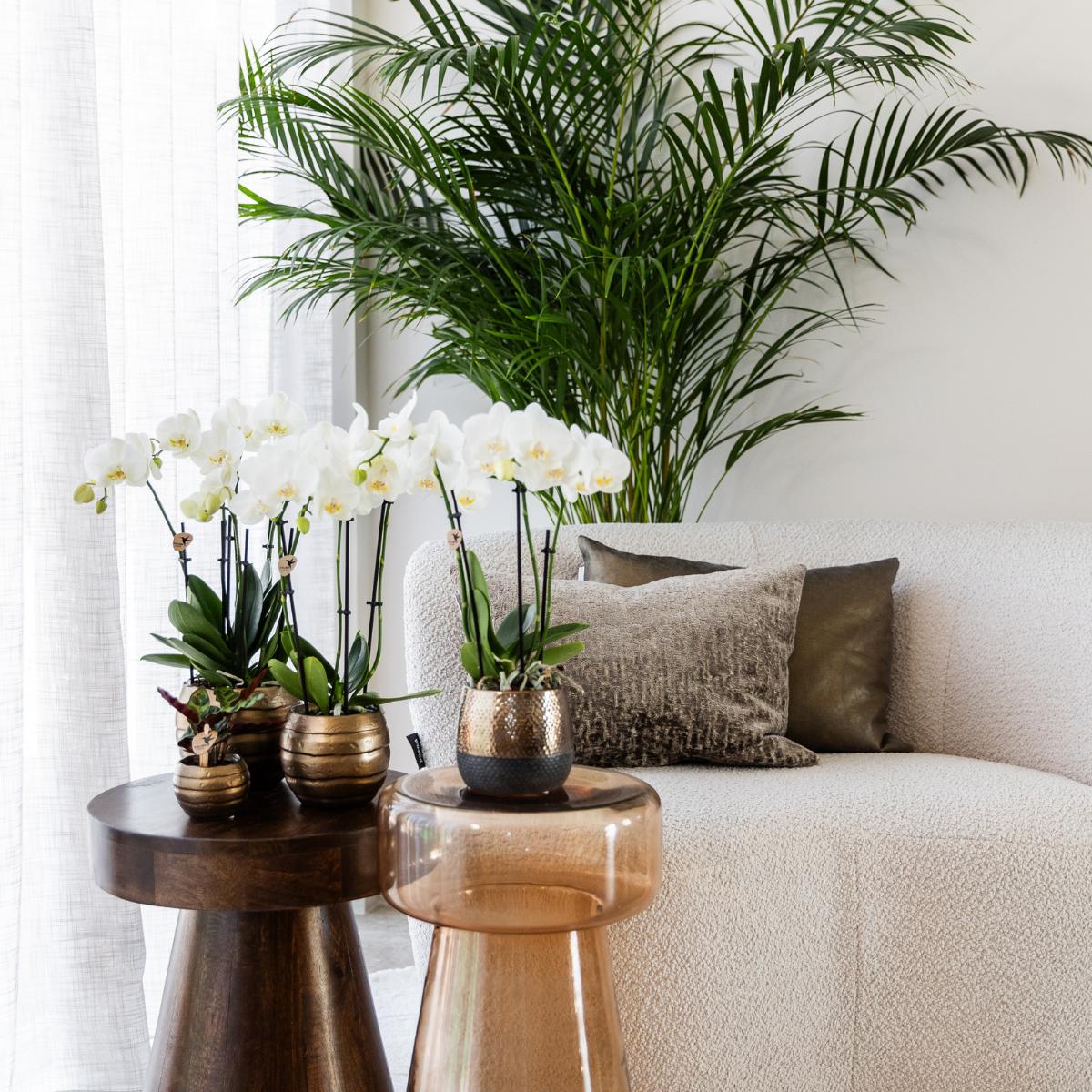 COMBI DEAL van 2 witte Phalaenopsis orchideeën - potmaat Ø12cm | bloeiende kamerplant - vers van de kweker