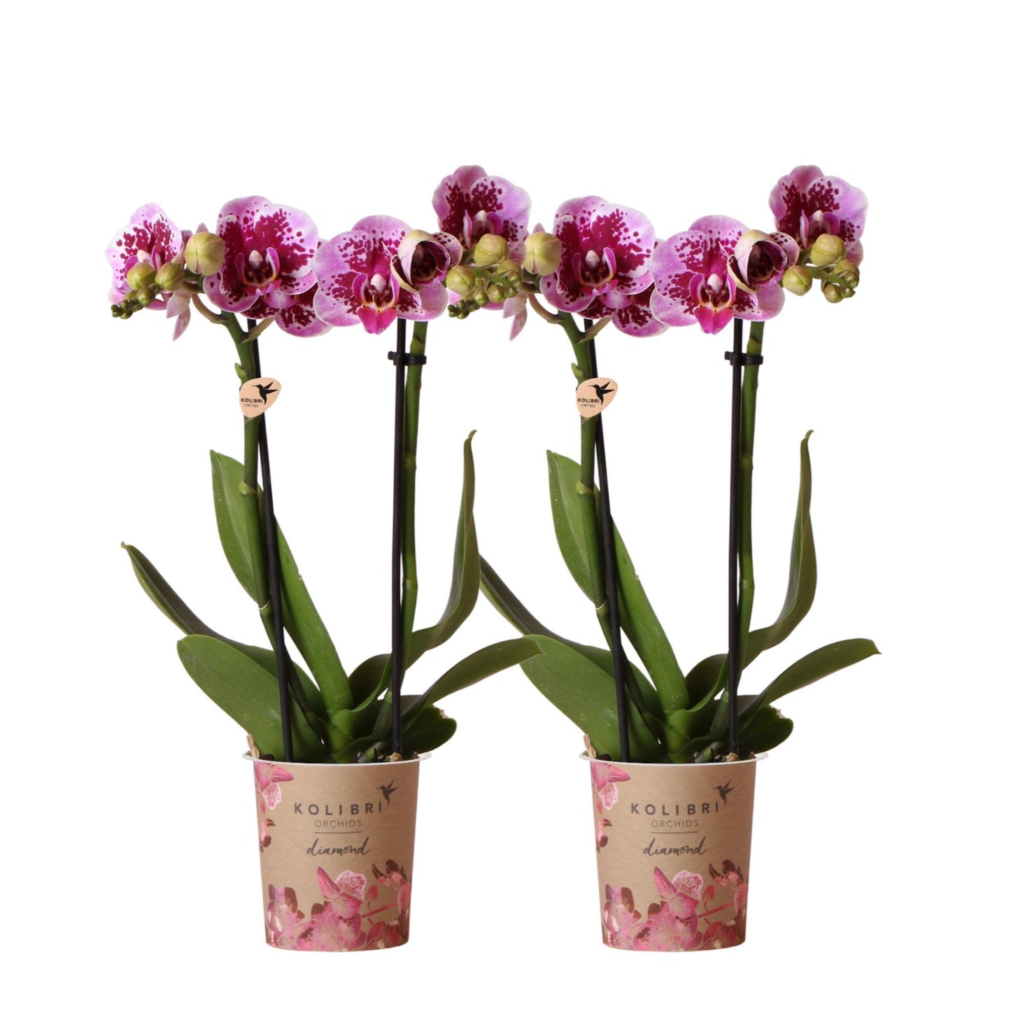 COMBI DEAL van 2 roze paarse phalaenopsis orchideeën - El Salvador - potmaat Ø9cm | bloeiende kamerplant - vers van de kweker