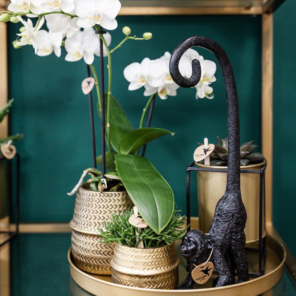 Planten set Groove goud | Set met witte Phalaenopsis orchidee Amabilis Ø9cm en groene plant Succulent Aloe Brevifolia Ø6cm | incl. gouden keramieken sierpotten