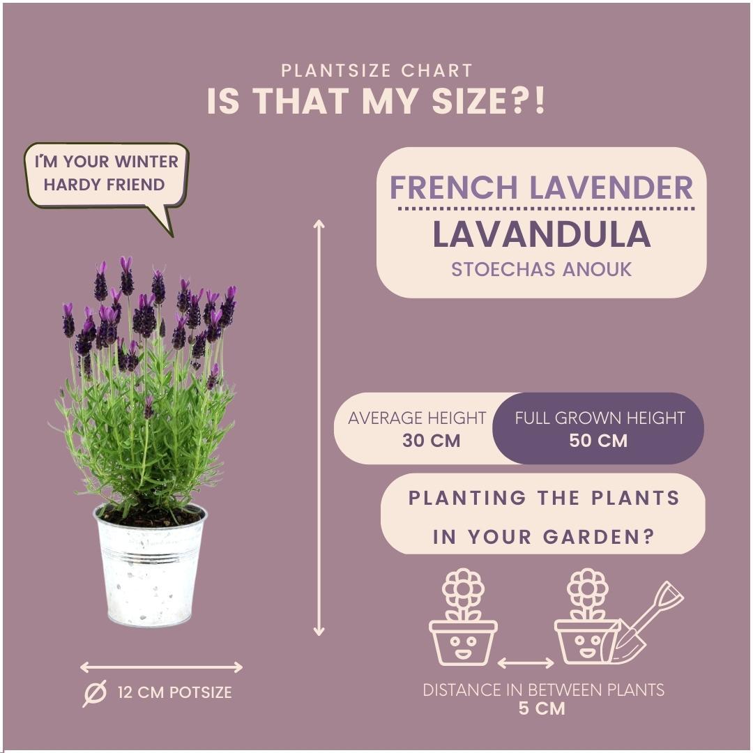 Lavandula stoechas Anouk® in 'Old Look' sierpot - 13 cm pot - set van 3 Franse Lavendels in Sierpot