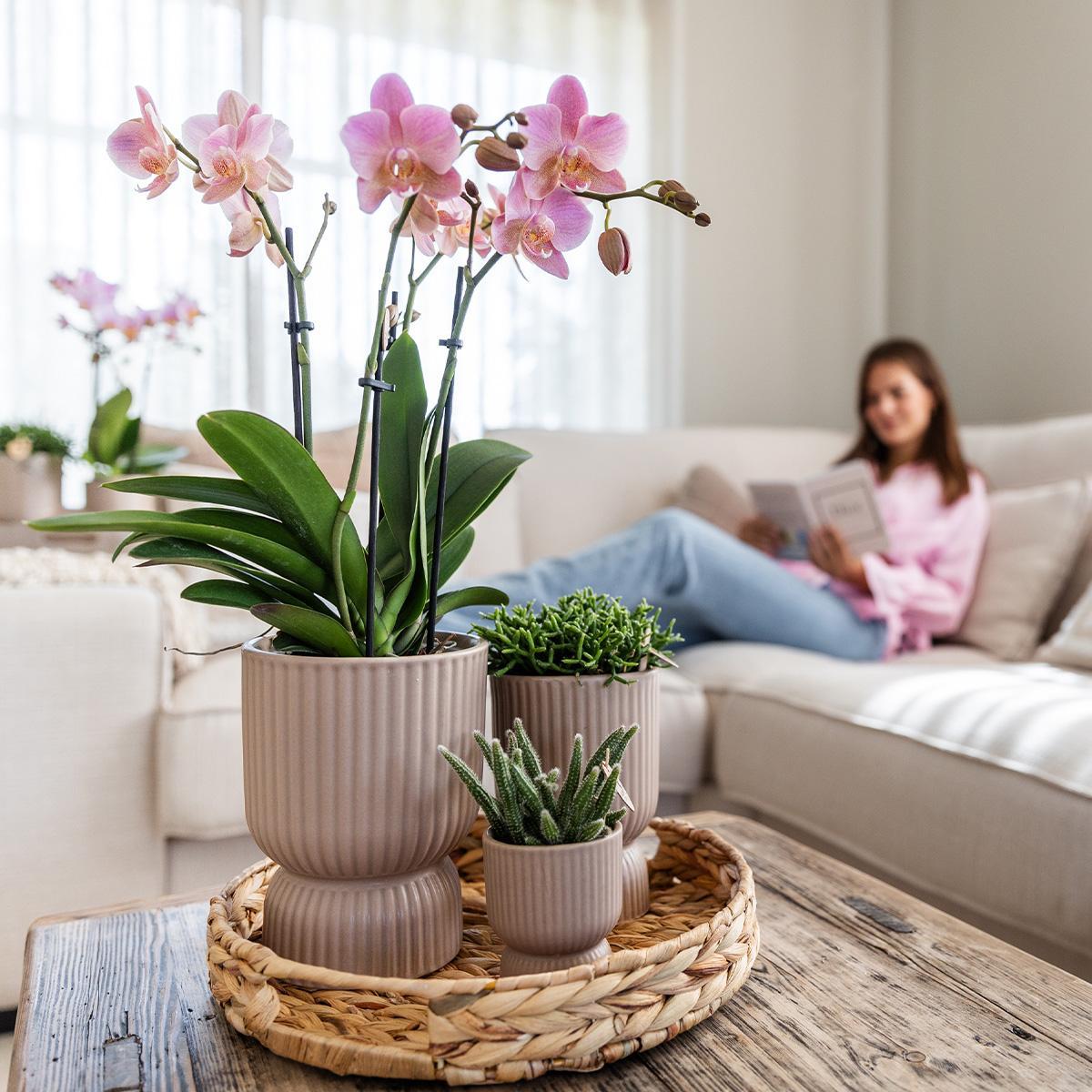 Gele Phalaenopsis orchidee - Mexico + Diabolo pot sand - potmaat Ø9cm | bloeiende kamerplant - vers van de kweker