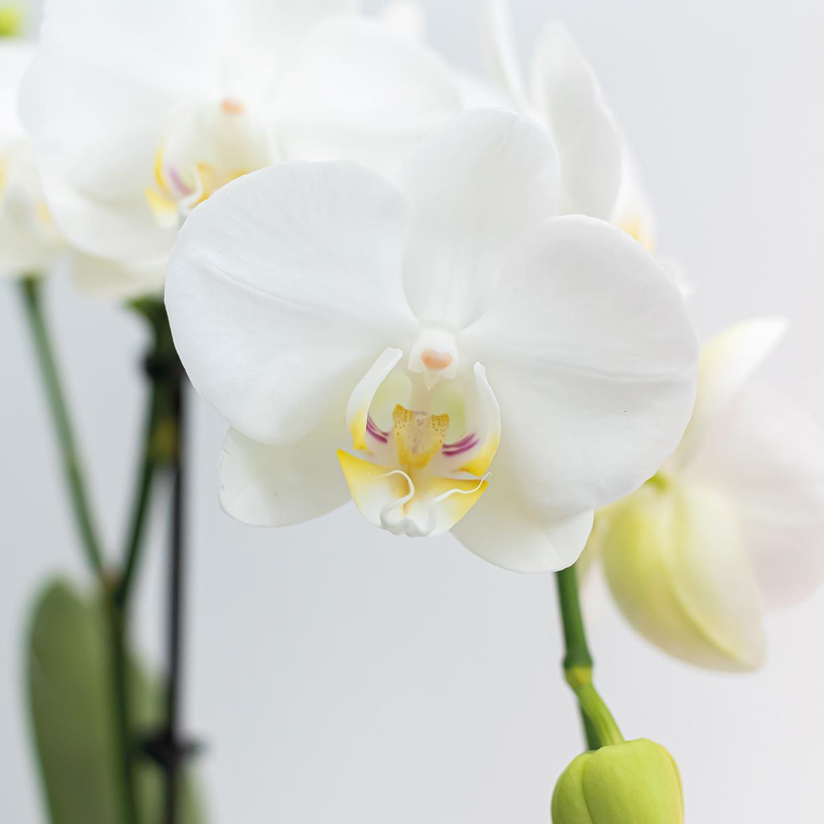 COMBI DEAL van 2 witte Phalaenopsis orchideeën - Amabilis - potmaat Ø9cm | bloeiende kamerplant - vers van de kweker