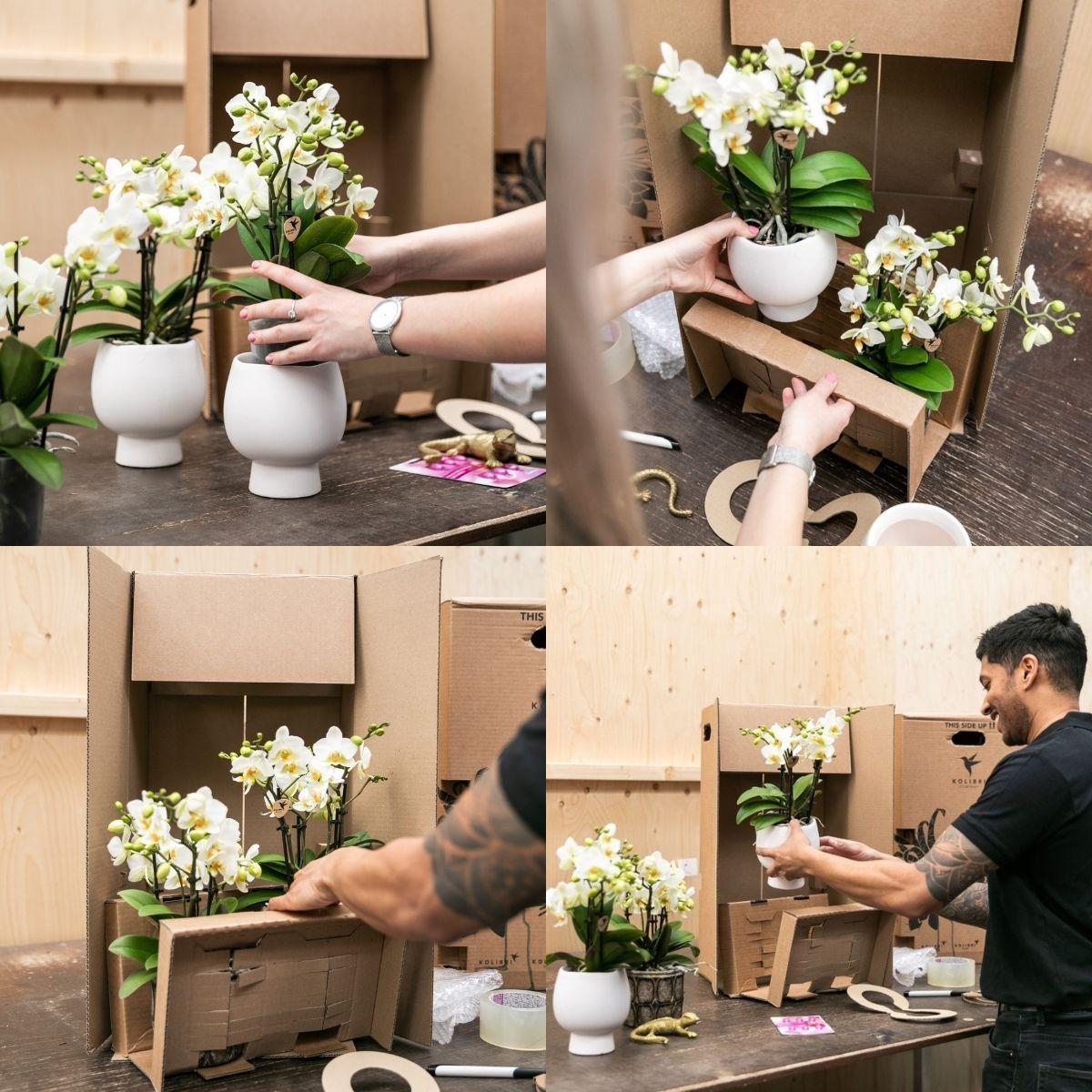 COMBI DEAL van 2 roze paarse phalaenopsis orchideeën - El Salvador - potmaat Ø9cm | bloeiende kamerplant - vers van de kweker
