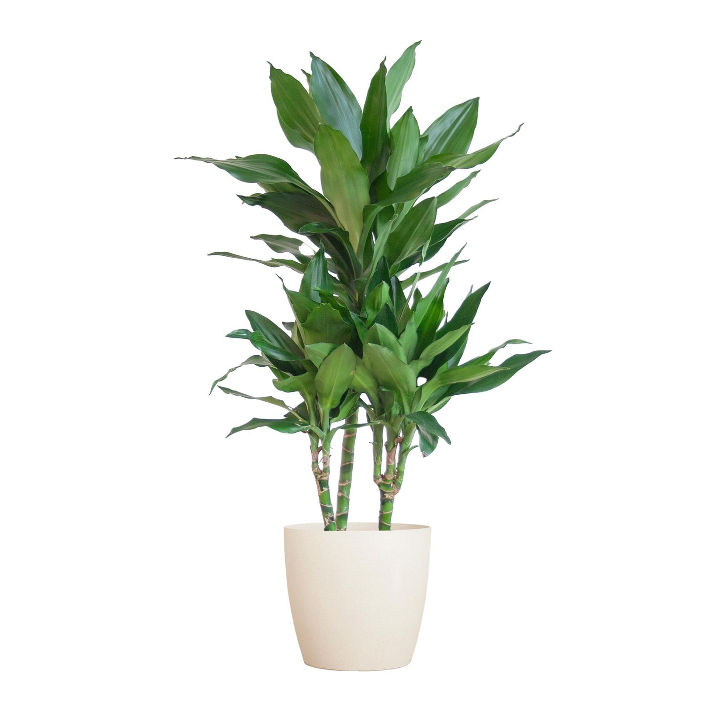 Dracaena Janet Lindt met Viber wit - 95cm - Ø21