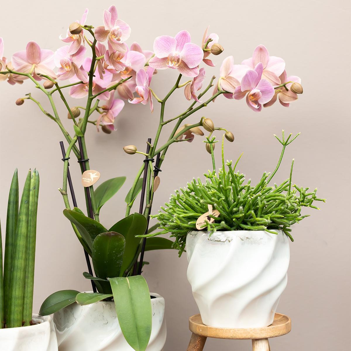 COMBI DEAL van 4 Roze phalaenopsis orchideeën - Andorra - potmaat Ø9cm | bloeiende kamerplant - vers van de kweker