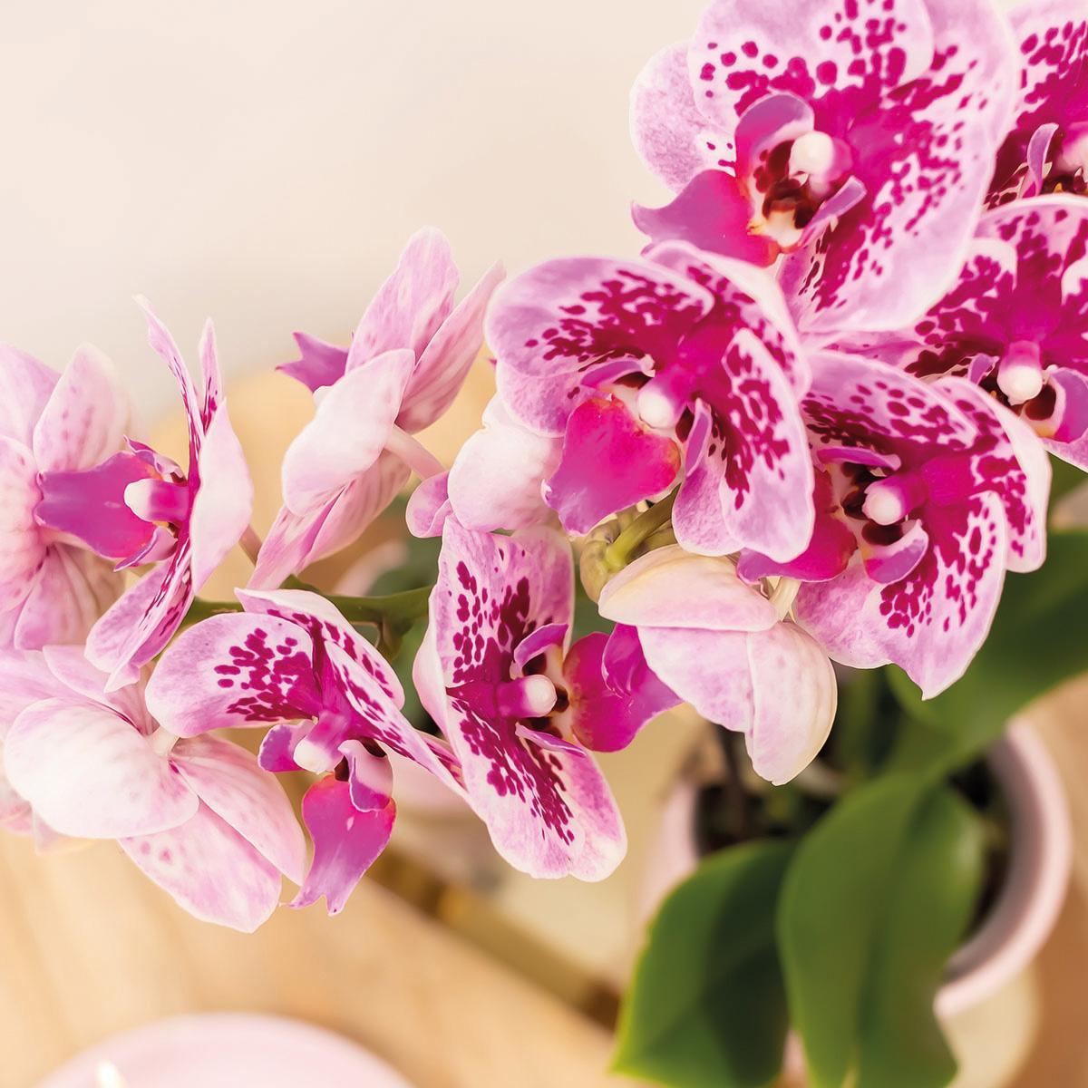 COMBI DEAL van 4 roze paarse phalaenopsis orchideeën - El Salvador - potmaat Ø9cm | bloeiende kamerplant - vers van de kweker