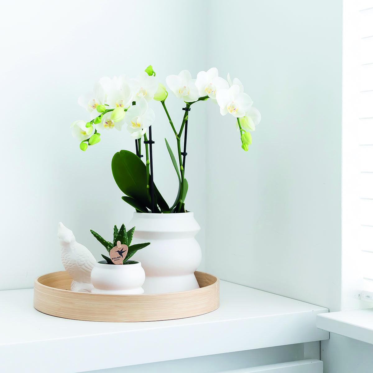 COMBI DEAL van 2 witte Phalaenopsis orchideeën - Amabilis - potmaat Ø9cm | bloeiende kamerplant - vers van de kweker