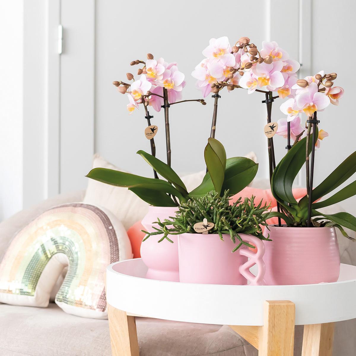 COMBI DEAL van 2 Roze phalaenopsis orchideeën - Andorra - potmaat Ø9cm | bloeiende kamerplant - vers van de kweker