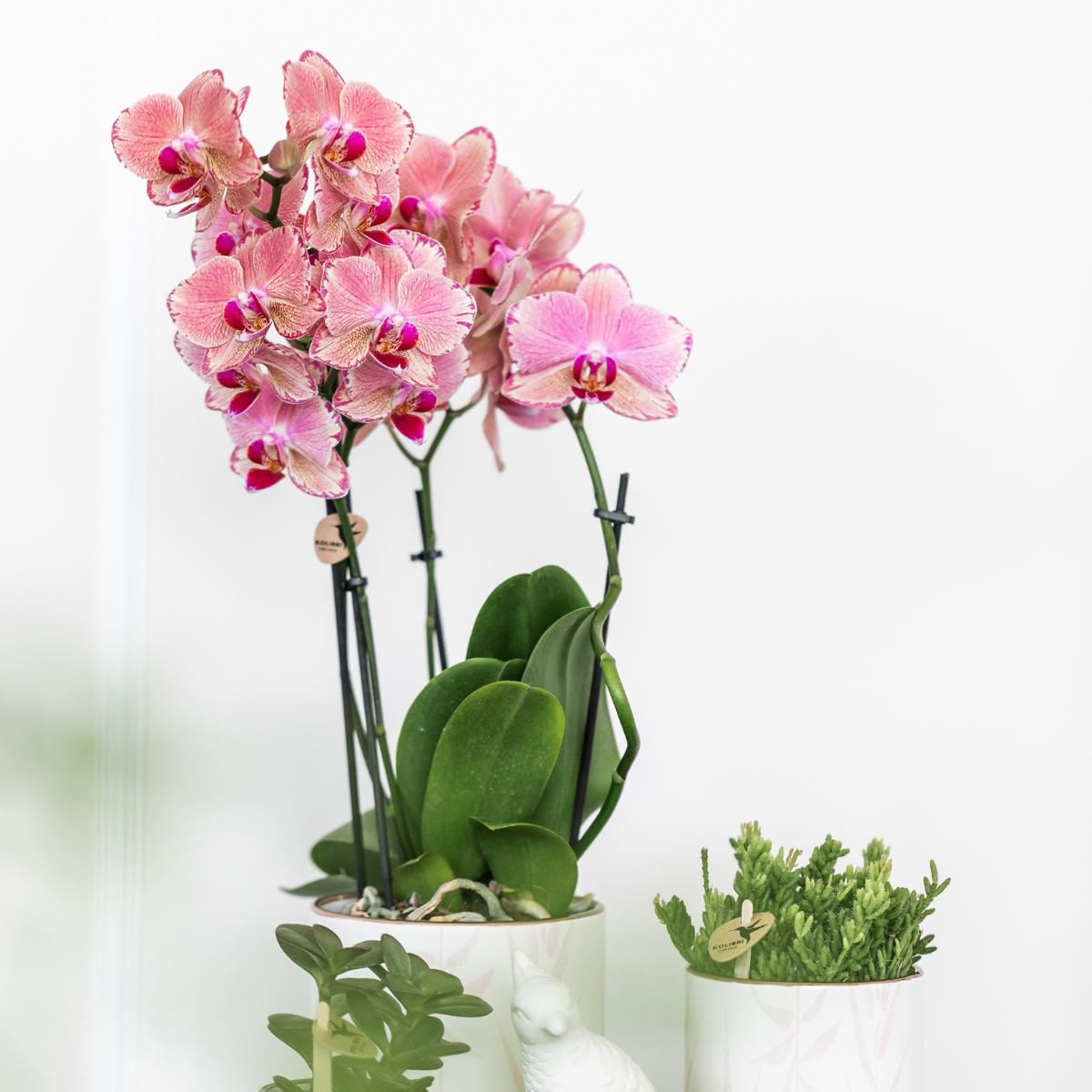 COMBI DEAL van 2 Phalaenopsis orchideeën - Pirate Picotee - potmaat Ø12cm | bloeiende kamerplant - vers van de kweker