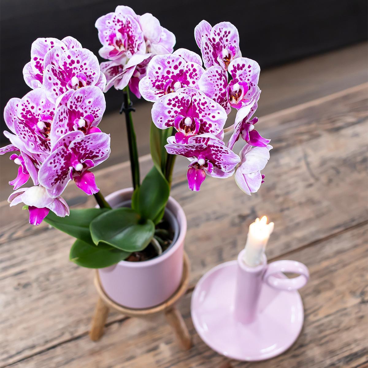 COMBI DEAL van 2 roze paarse phalaenopsis orchideeën - El Salvador - potmaat Ø9cm | bloeiende kamerplant - vers van de kweker