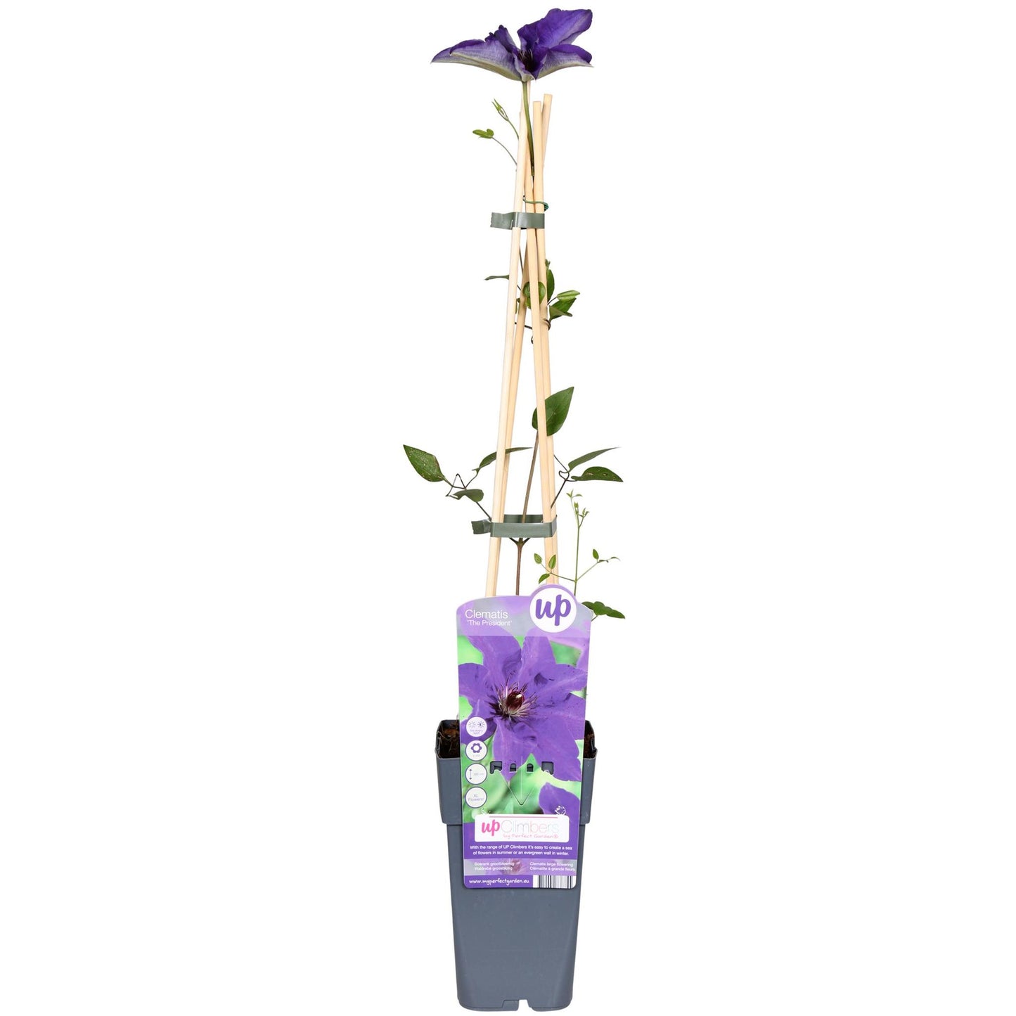 Clematis The President - Clematis Paars