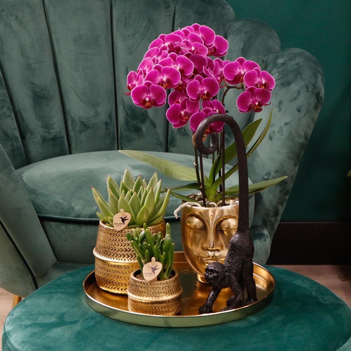 COMBI DEAL van 4 paarse phalaenopsis orchideeën - Morelia - potmaat Ø9cm | bloeiende kamerplant - vers van de kweker