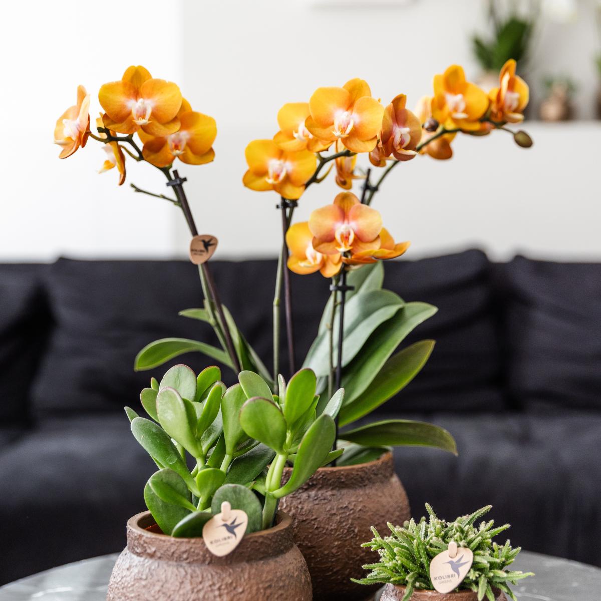 COMBI DEAL van 2 Phalaenopsis orchideeën - Las Vegas - potmaat Ø12cm | bloeiende kamerplant - vers van de kweker