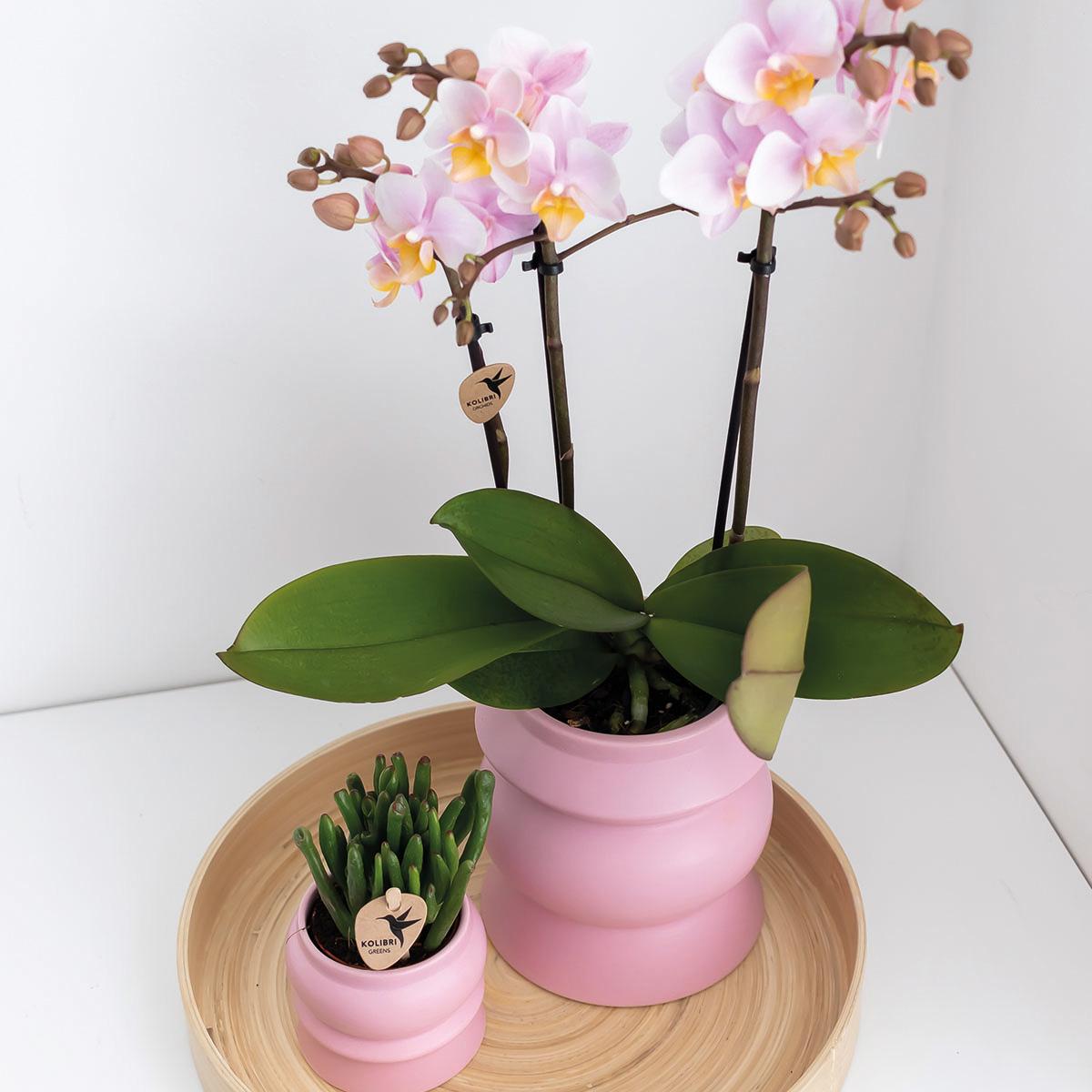 COMBI DEAL van 2 Roze phalaenopsis orchideeën - Andorra - potmaat Ø9cm | bloeiende kamerplant - vers van de kweker