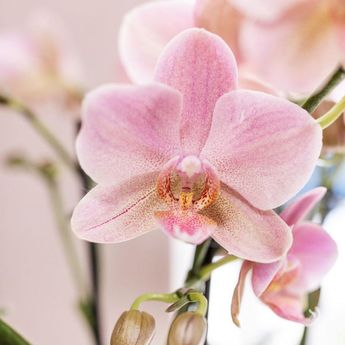 COMBI DEAL van 2 oud roze Phalaenopsis orchideeën - Treviso - potmaat Ø12cm | bloeiende kamerplant - vers van de kweker