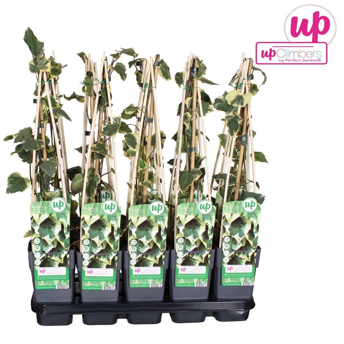 Hedera colchica 'Dentata Variegata' - Klimop Wit-groen