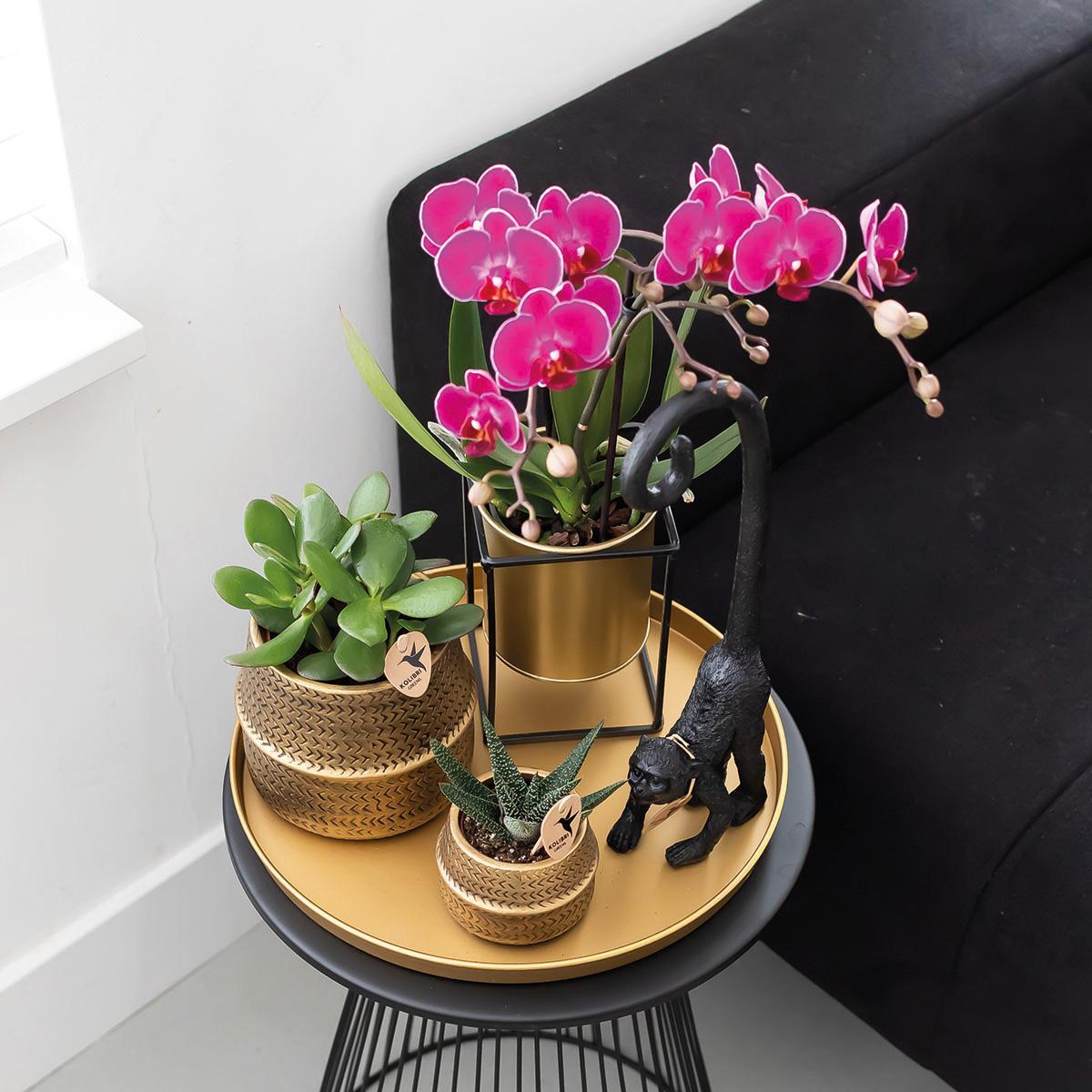 COMBI DEAL van 2 paarse phalaenopsis orchideeën - Morelia - potmaat Ø9cm | bloeiende kamerplant - vers van de kweker