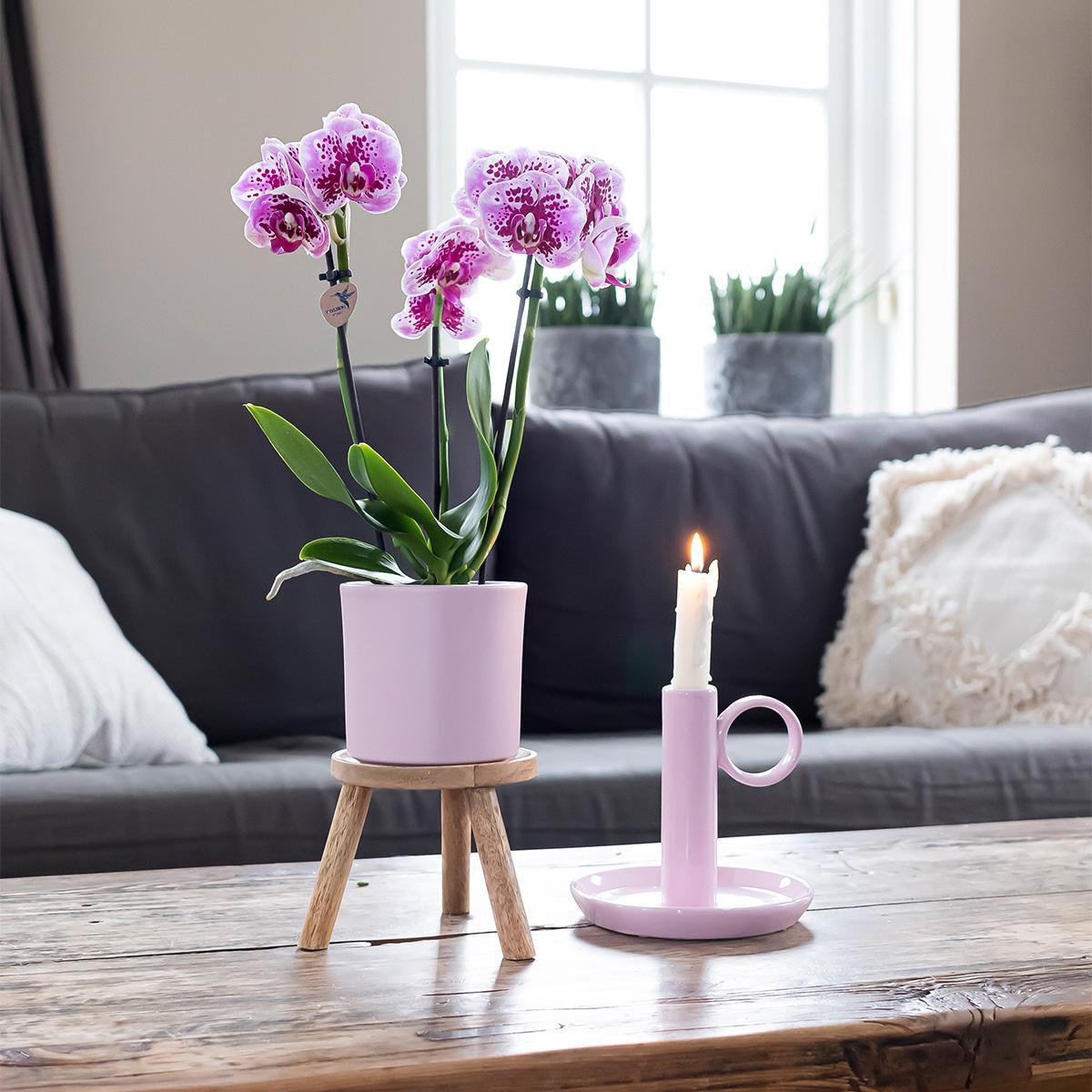COMBI DEAL van 2 roze paarse phalaenopsis orchideeën - El Salvador - potmaat Ø9cm | bloeiende kamerplant - vers van de kweker