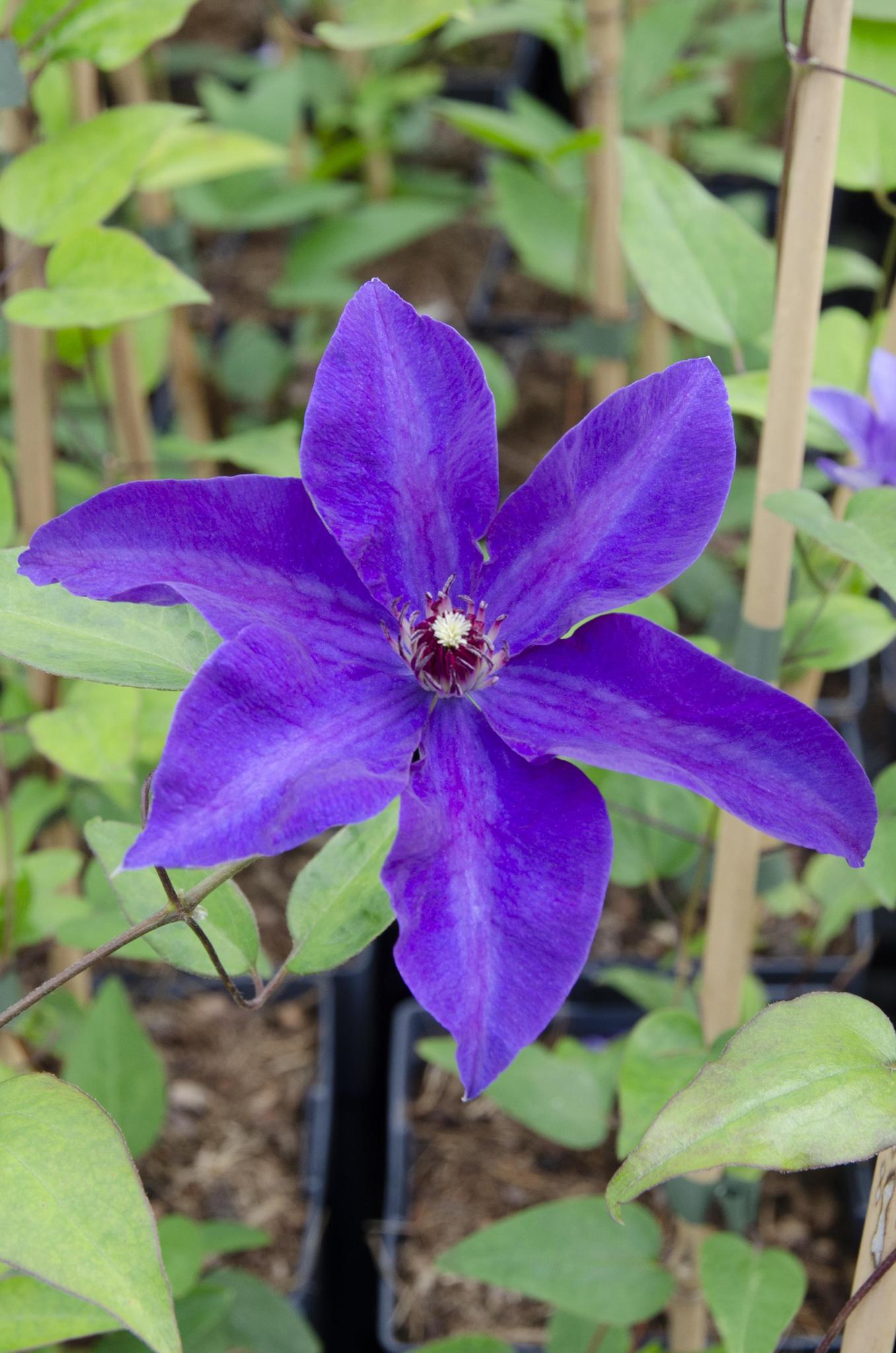 Clematis The President - Clematis Paars