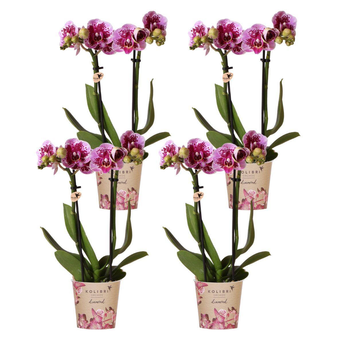COMBI DEAL van 4 roze paarse phalaenopsis orchideeën - El Salvador - potmaat Ø9cm | bloeiende kamerplant - vers van de kweker
