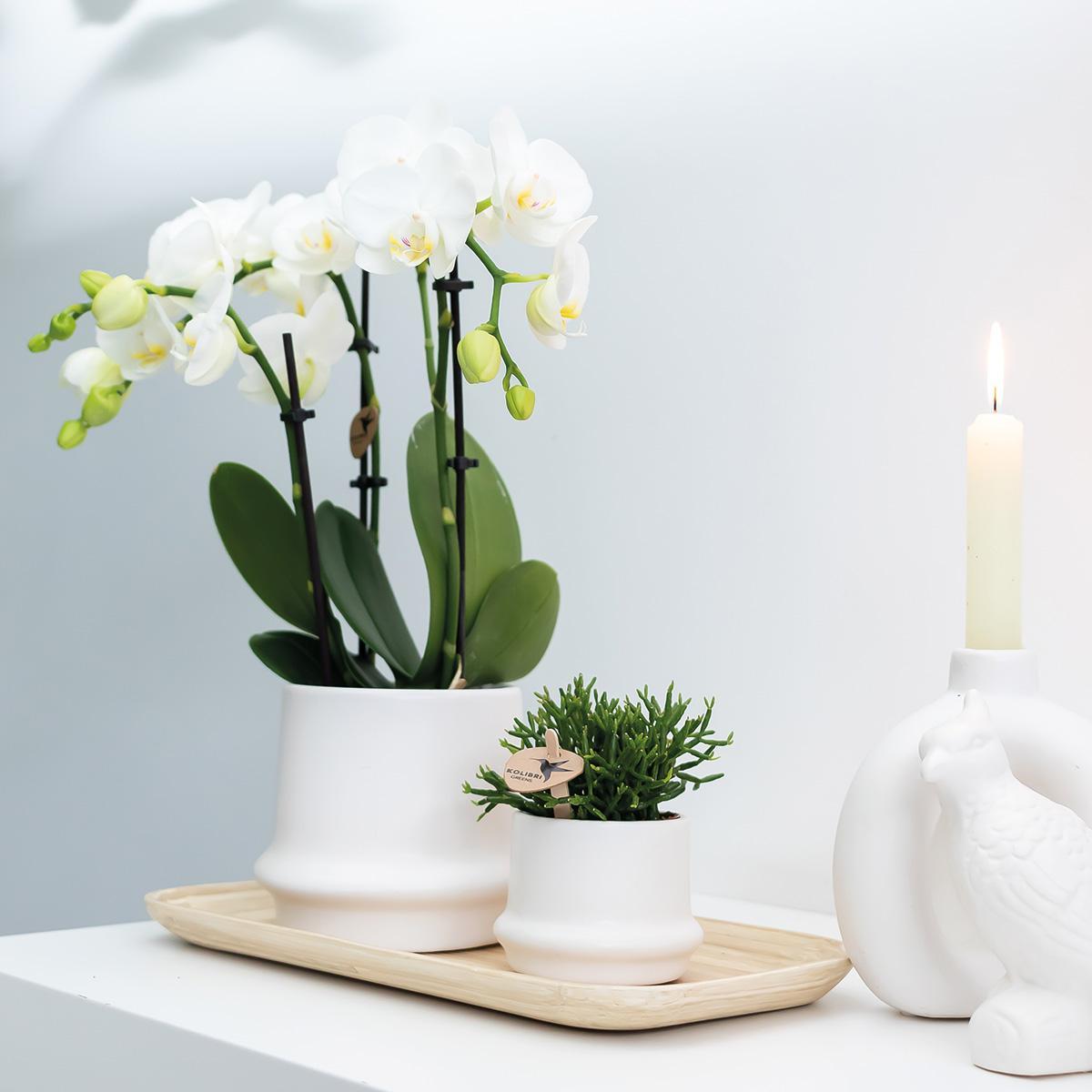 COMBI DEAL van 2 witte Phalaenopsis orchideeën - Amabilis - potmaat Ø9cm | bloeiende kamerplant - vers van de kweker