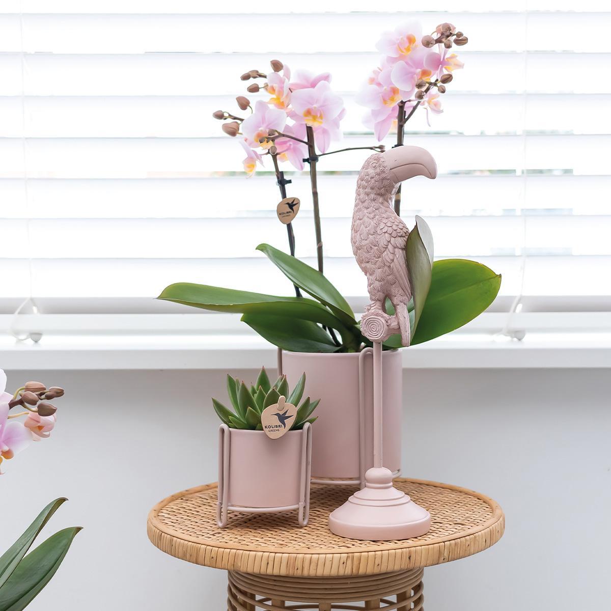 COMBI DEAL van 2 Roze phalaenopsis orchideeën - Andorra - potmaat Ø9cm | bloeiende kamerplant - vers van de kweker
