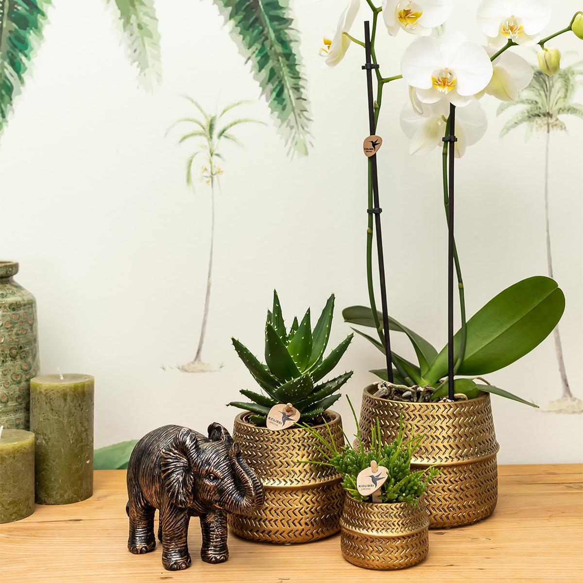 Planten set Groove goud | Set met witte Phalaenopsis orchidee Amabilis Ø9cm en groene plant Succulent Aloe Brevifolia Ø6cm | incl. gouden keramieken sierpotten