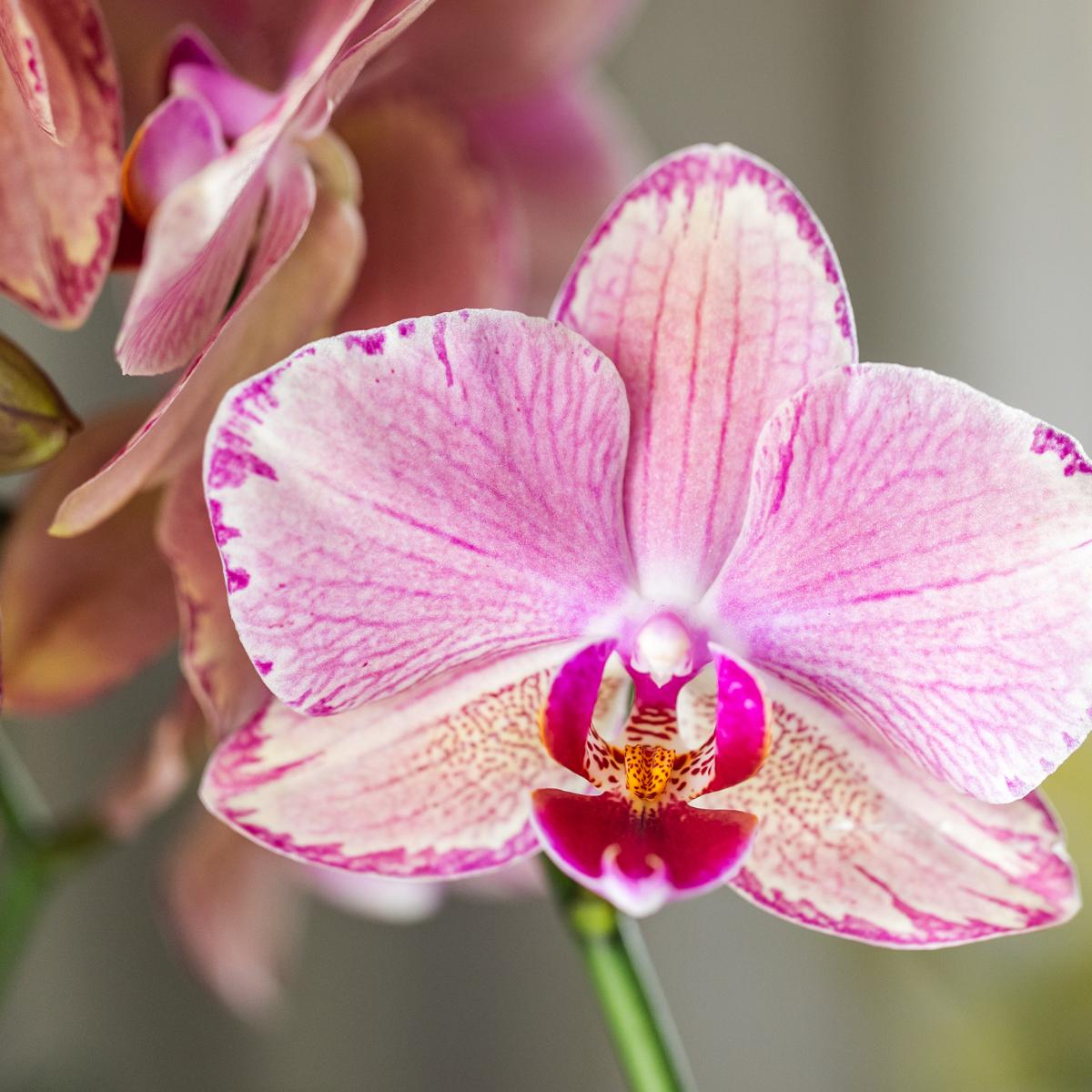 COMBI DEAL van 2 Phalaenopsis orchideeën - Pirate Picotee - potmaat Ø12cm | bloeiende kamerplant - vers van de kweker