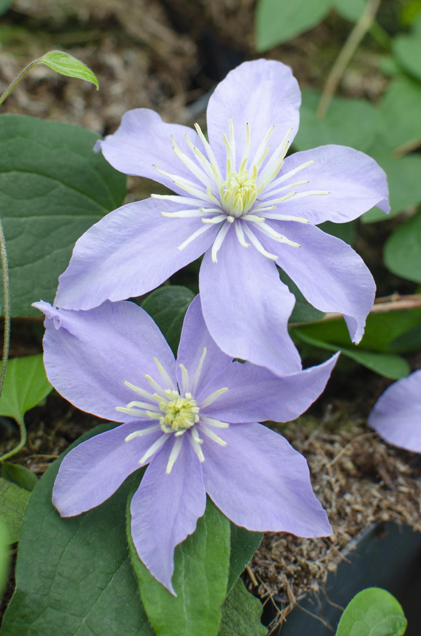 Lila Bloemen Clematis