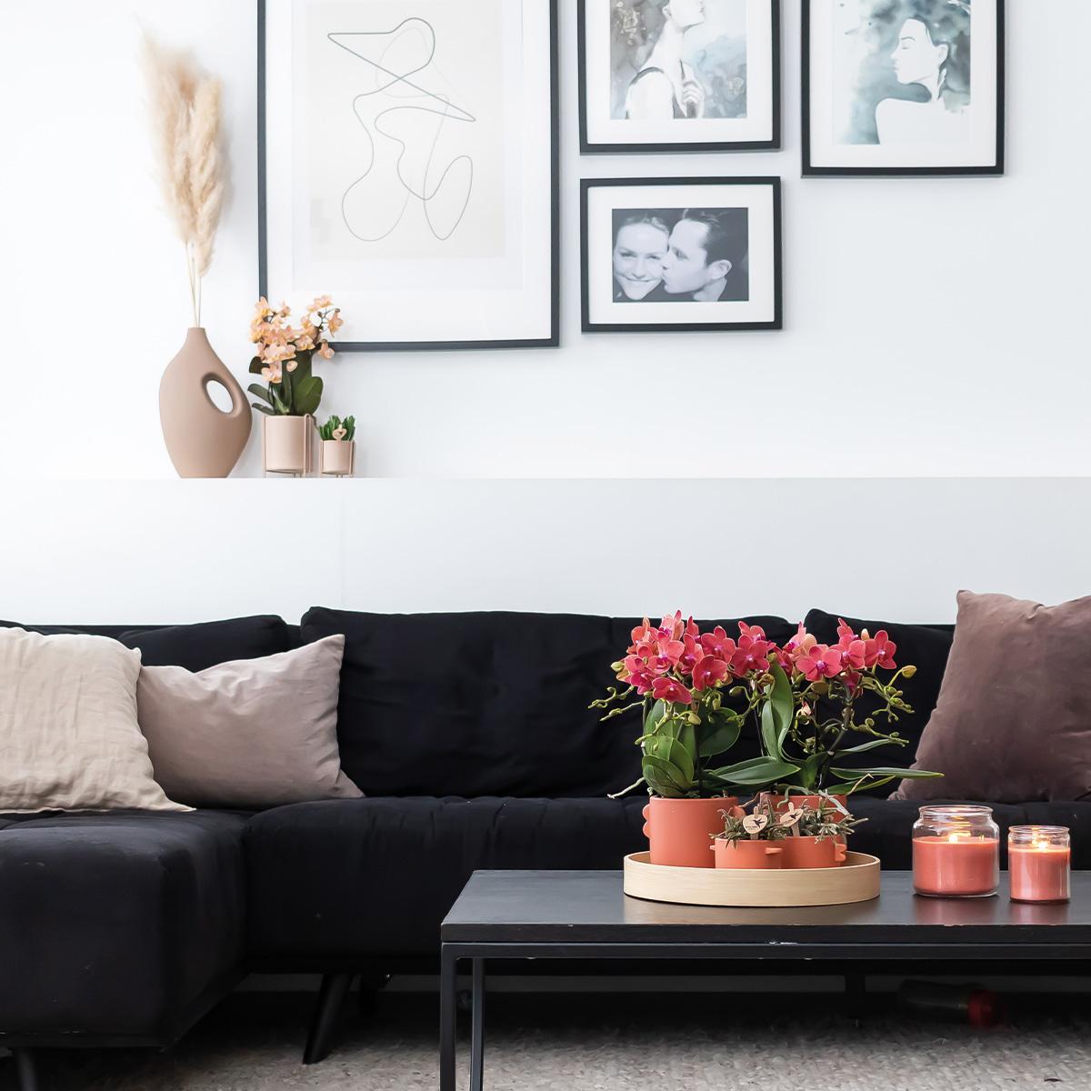 COMBI DEAL van 2 rode Phalaenopsis orchideeën - Congo - potmaat Ø9cm bloeiende kamerplant - vers van de kweker