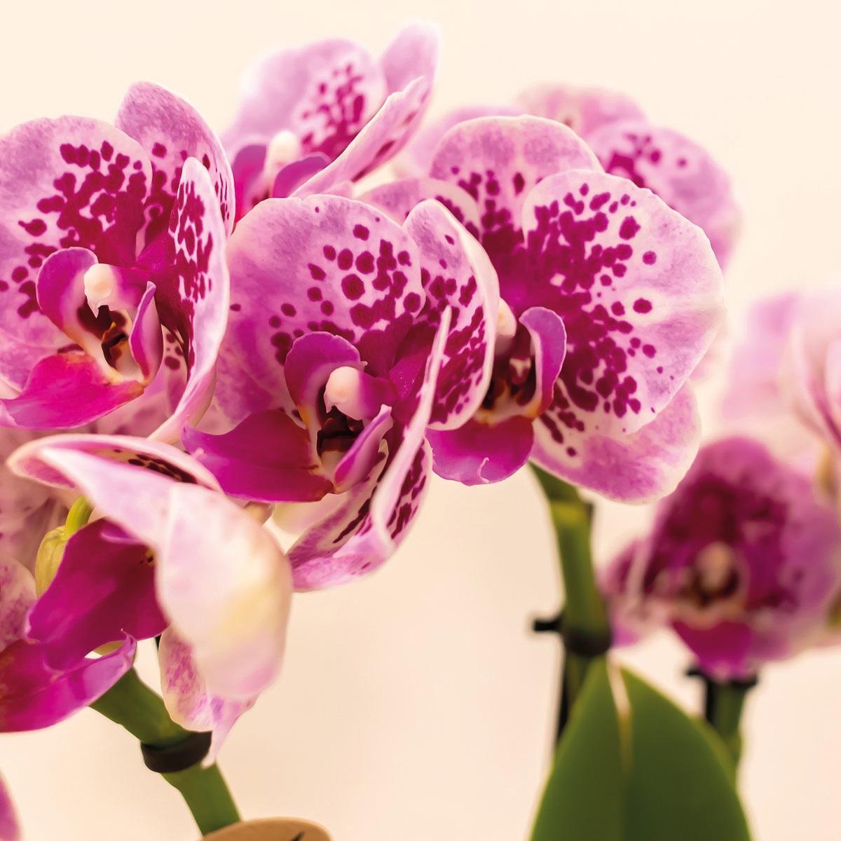 COMBI DEAL van 4 roze paarse phalaenopsis orchideeën - El Salvador - potmaat Ø9cm | bloeiende kamerplant - vers van de kweker