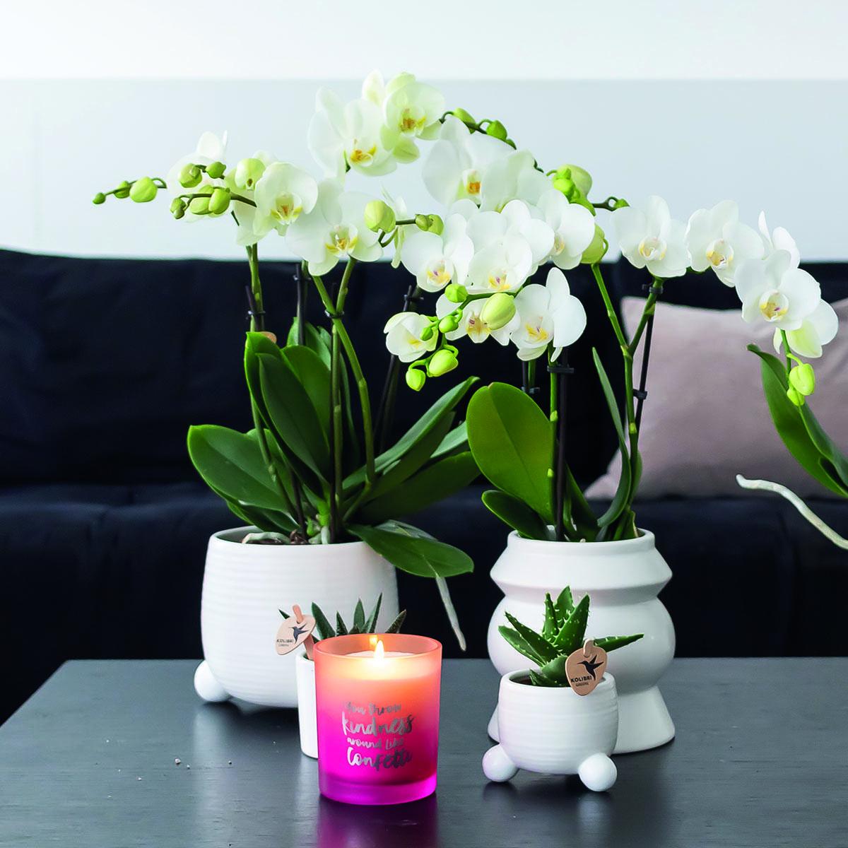 COMBI DEAL van 2 witte Phalaenopsis orchideeën - Amabilis - potmaat Ø9cm | bloeiende kamerplant - vers van de kweker