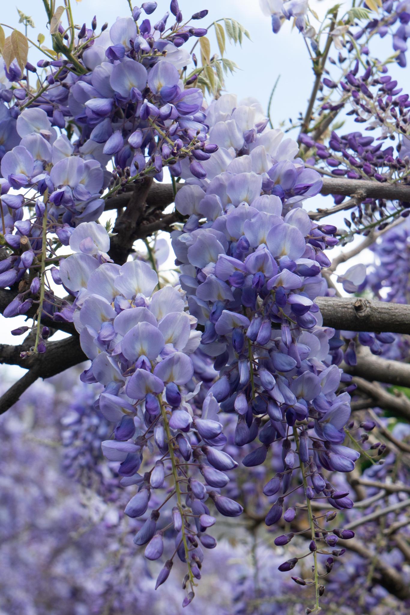 Wisteria sinensis 'Prolific' - Blauwe regen