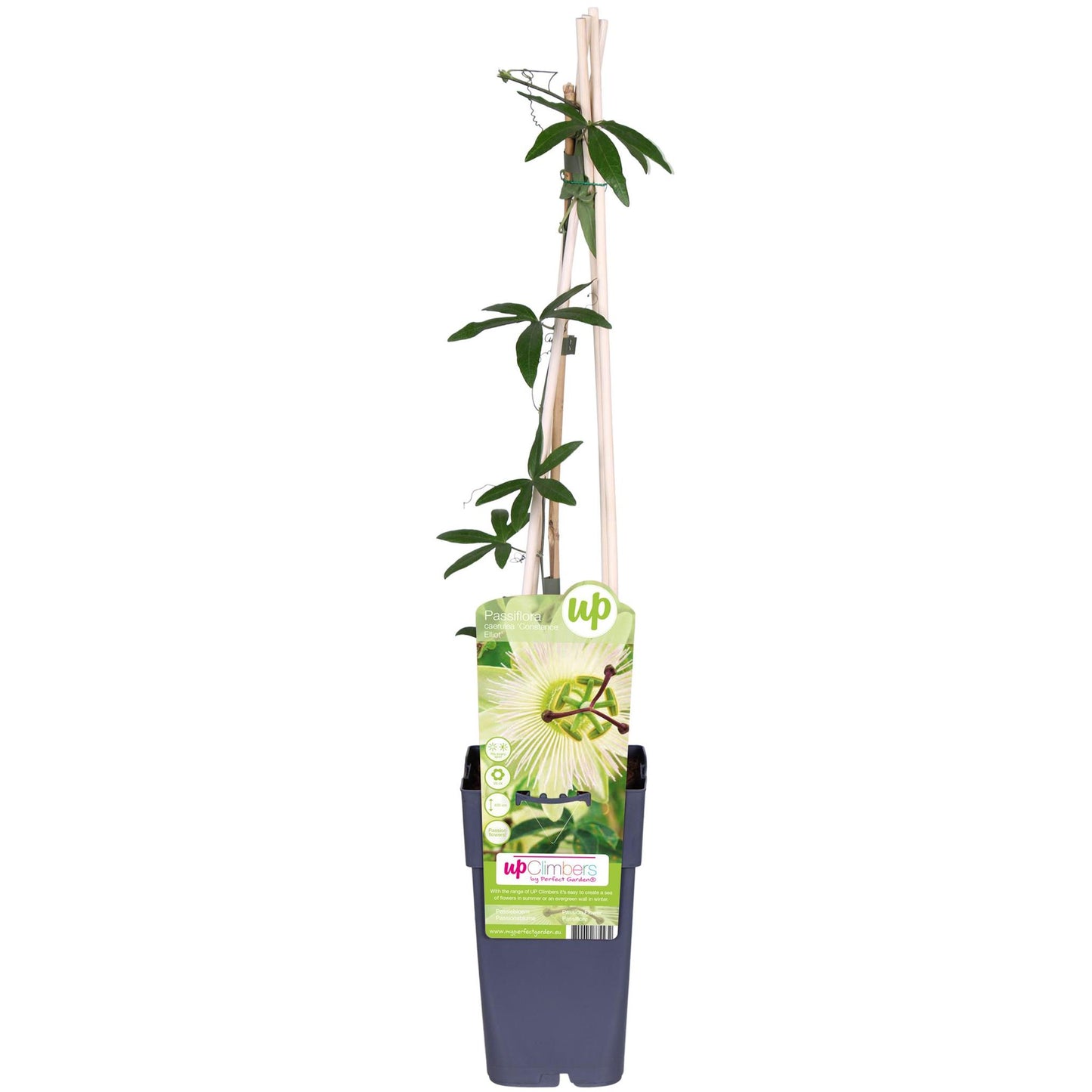 Passiflora caerulea 'Constance Elliot' - Passiebloem Wit