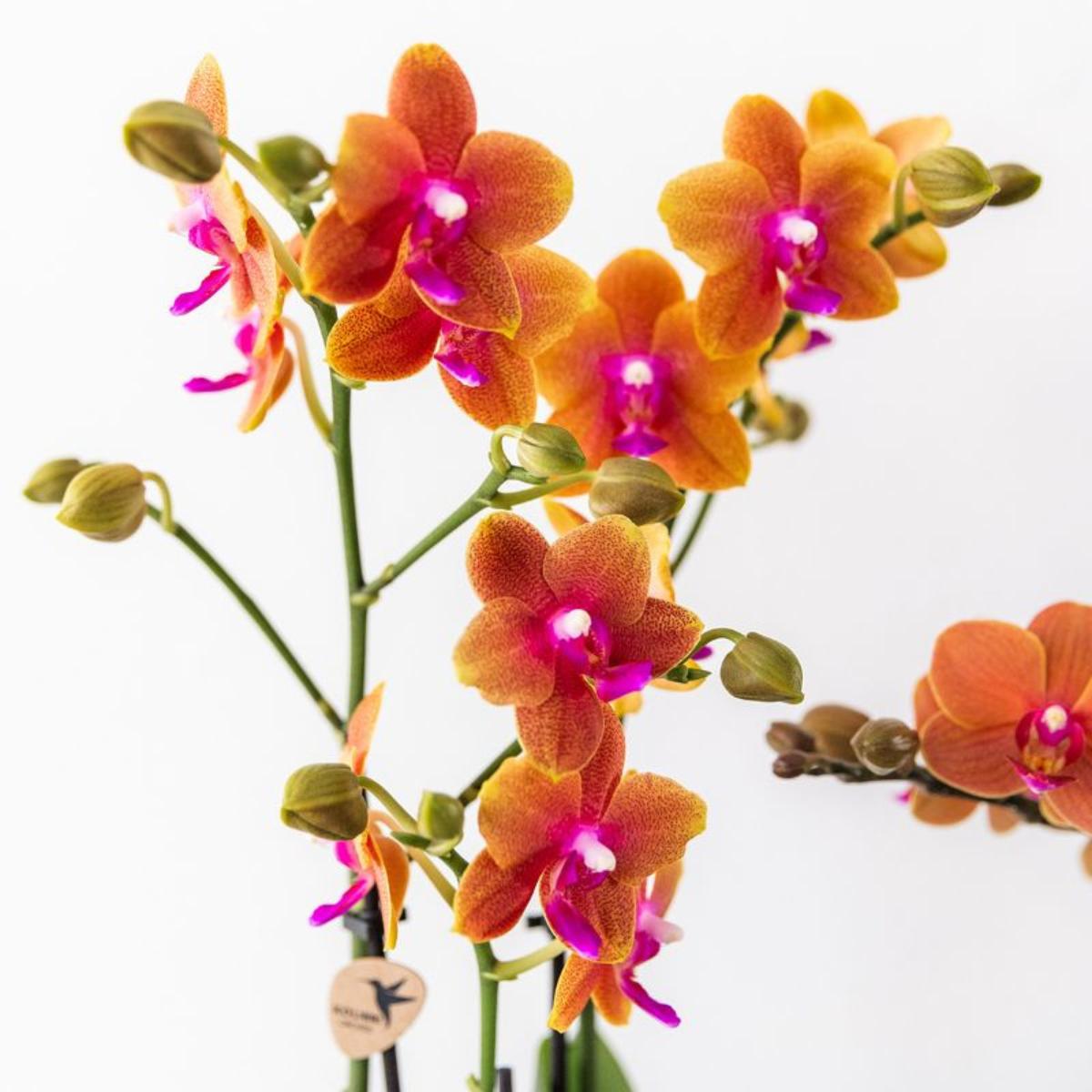 COMBI DEAL van 2 geurende oranje Phalaenopsis orchideeën - potmaat Ø12cm | bloeiende kamerplant - vers van de kweker